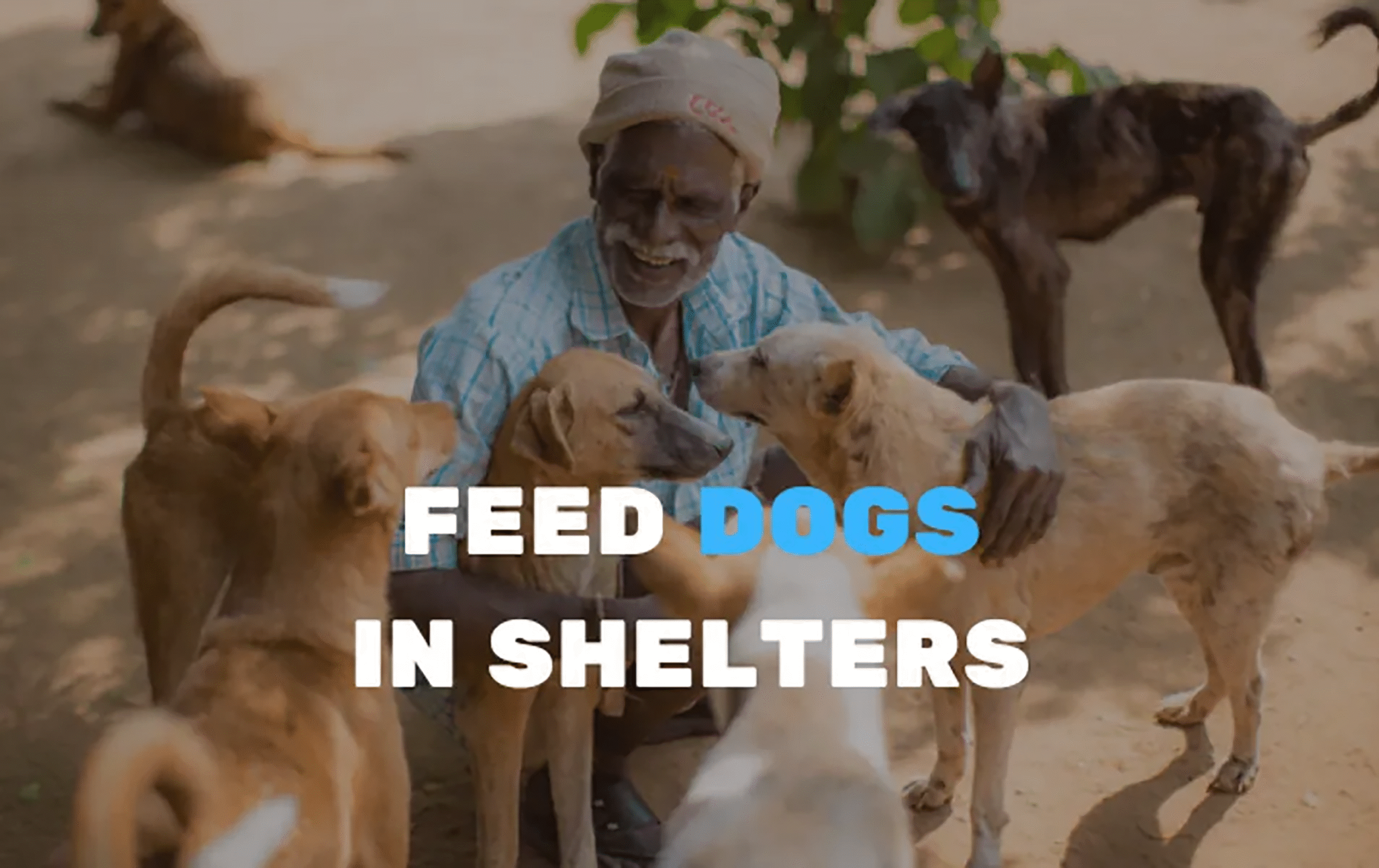 Feed stray dogs in shelters